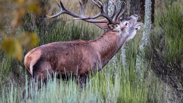 Venado en plena berrea.