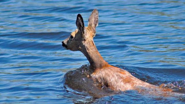 Decenas de jabalíes y corzos aparecen muertos en el embalse de El Talave (Albacete)