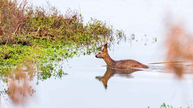Un corzo nadando