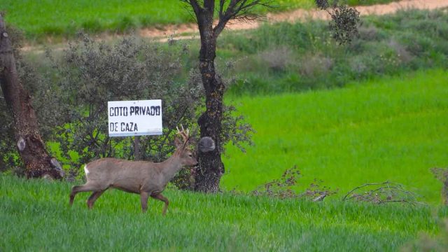 Un corzo pasando por delante de la chapa de un coto de caza