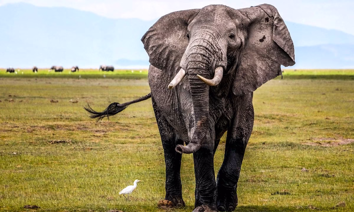 Elefante.