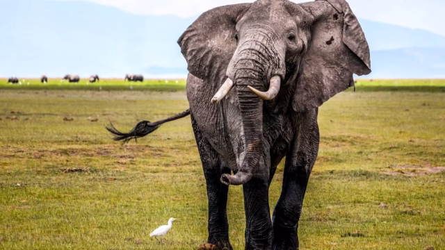 Elefante.