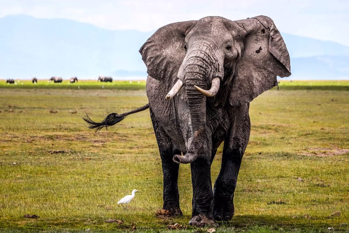 Elefante.