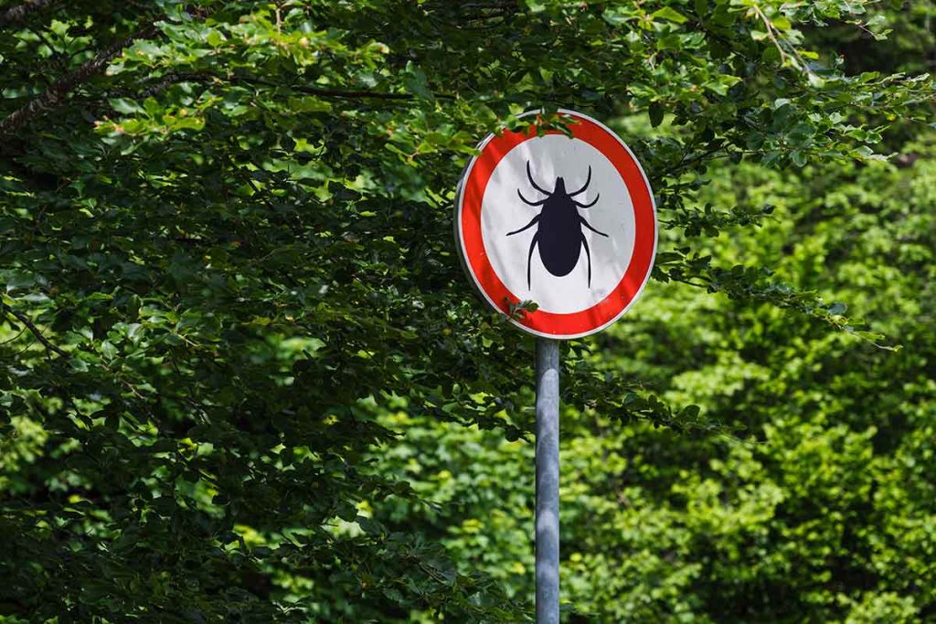 Aquí es donde es más probable encontrar garrapatas en entornos naturales