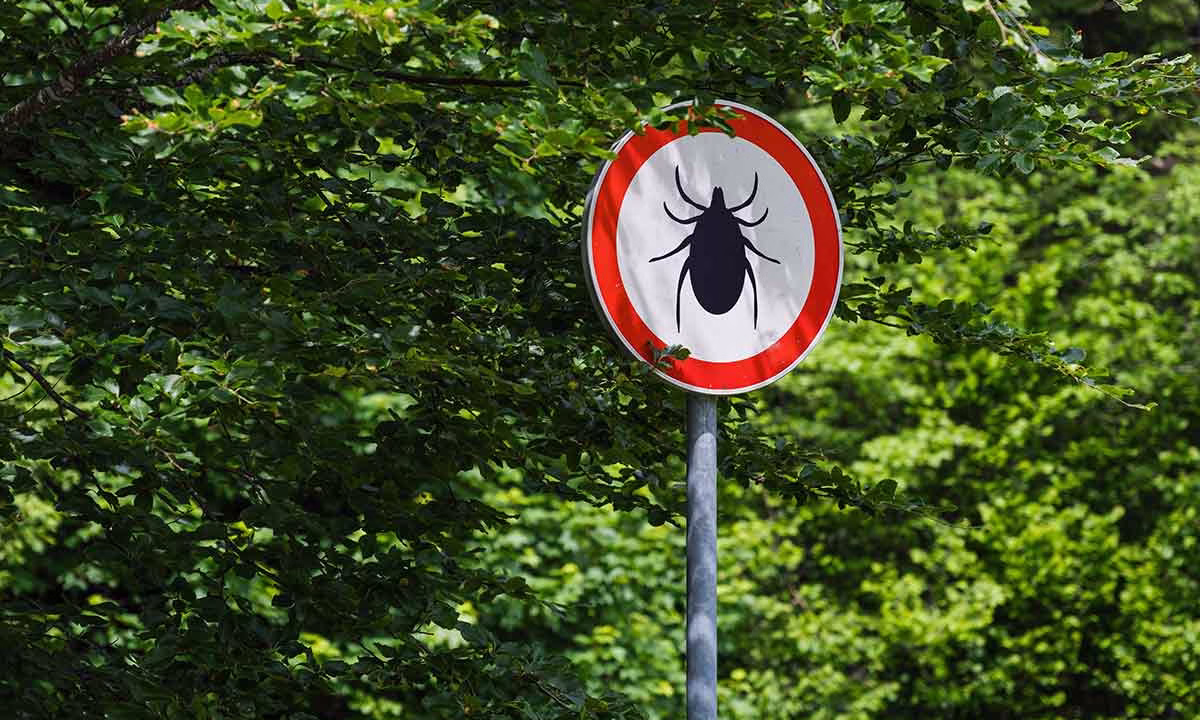 Aquí es donde es más probable encontrar garrapatas en entornos naturales