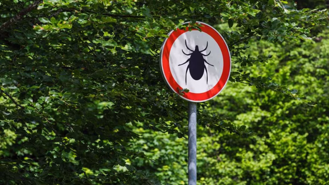 Aquí es donde es más probable encontrar garrapatas en entornos naturales