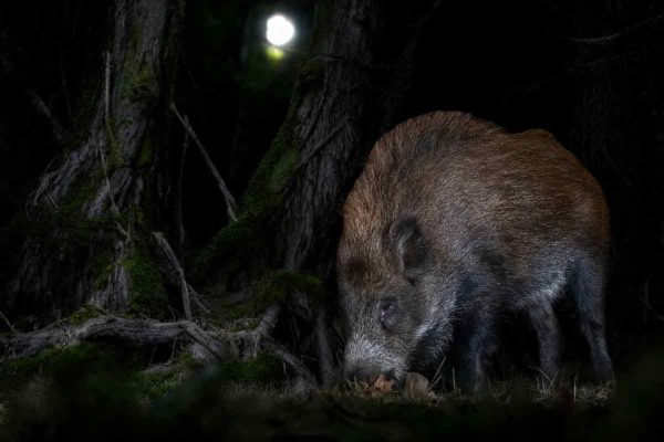 Jabalí bajo la luna llena.