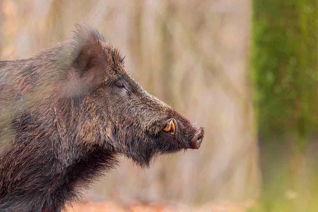 Jabalí.