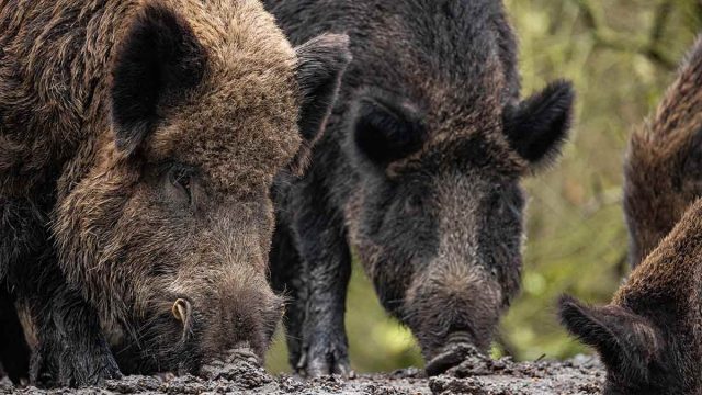 Un grupo de jabalíes europeos