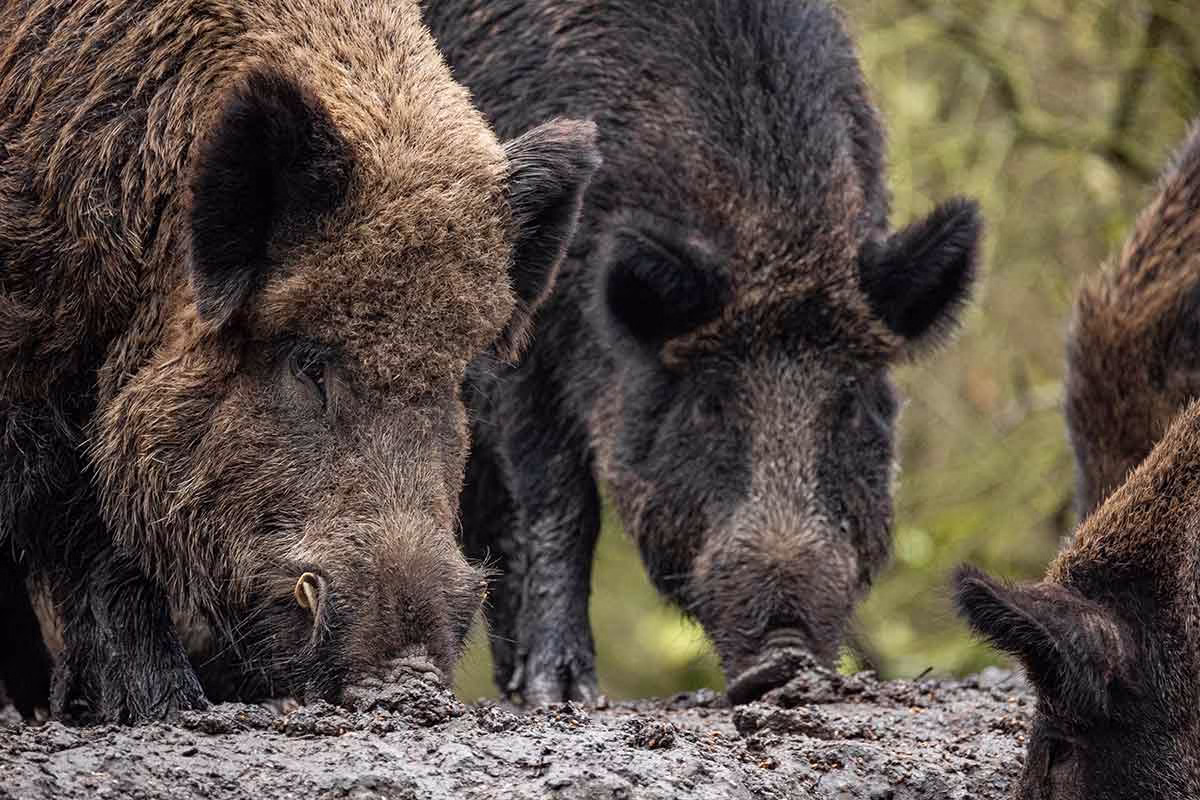 Un grupo de jabalíes europeos