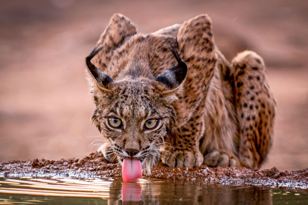 Lince ibérico bebiendo en un bebedero instalado por cazadores.
