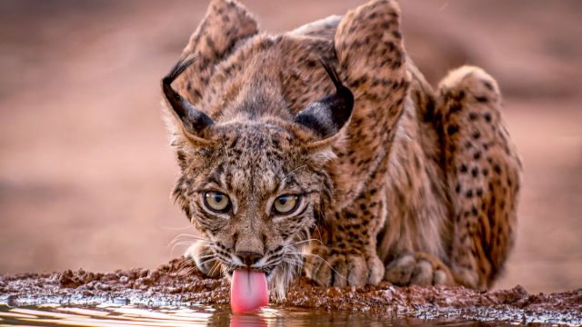 Lince ibérico bebiendo en un bebedero instalado por cazadores.