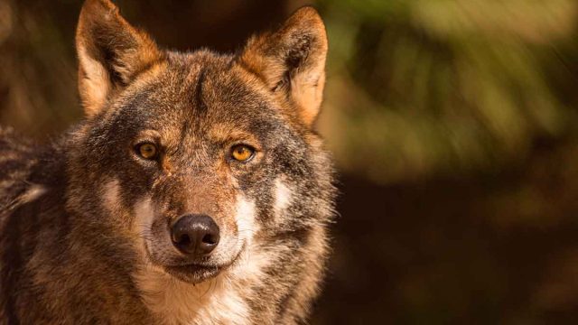 Lobo ibérico.