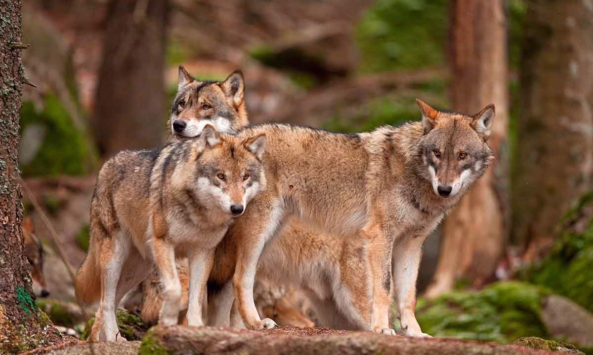 Una manada de lobos grises.