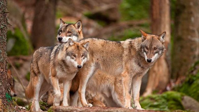 Una manada de lobos grises.