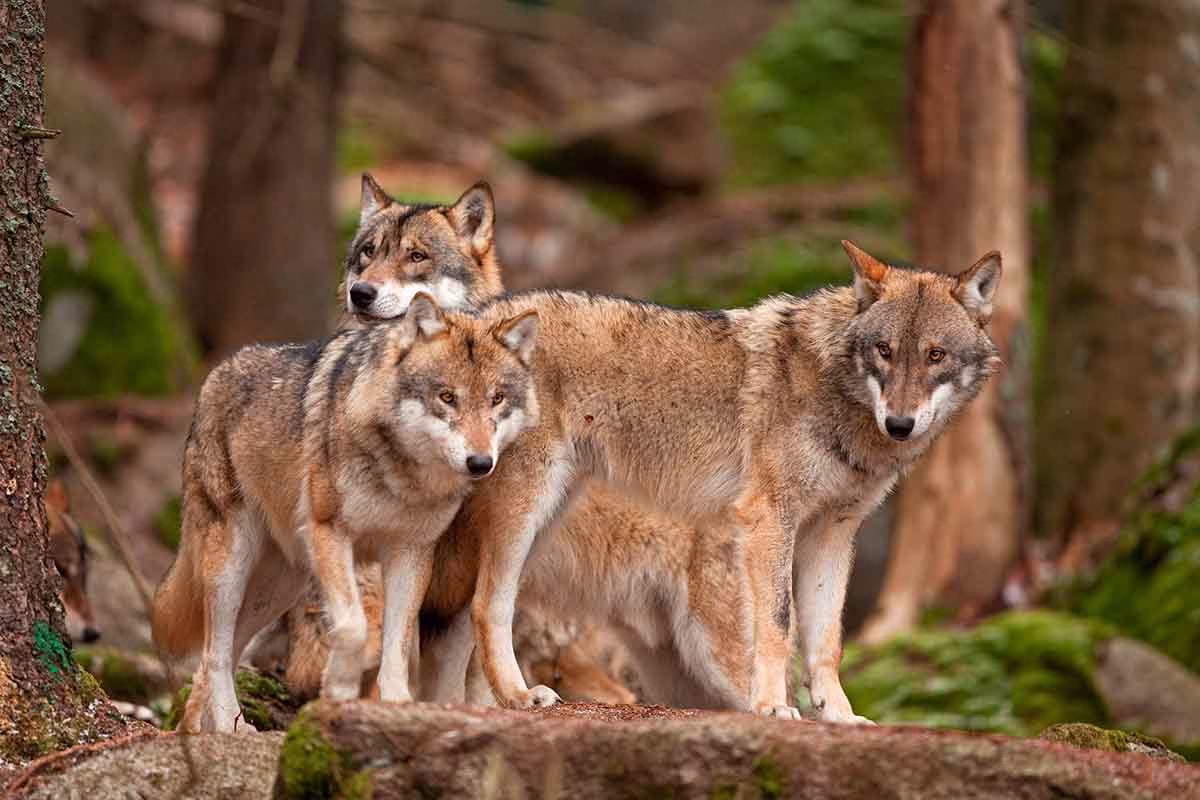 Una manada de lobos grises.
