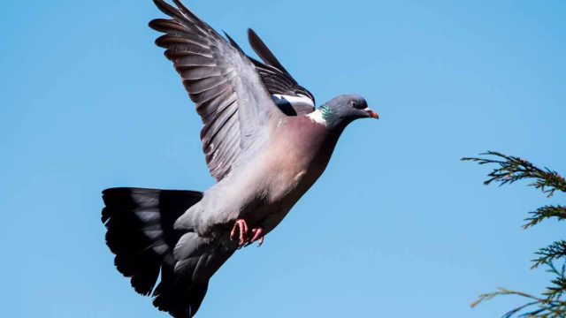Mallorca adelanta la caza de palomas torcaces para frenar su sobrepoblación