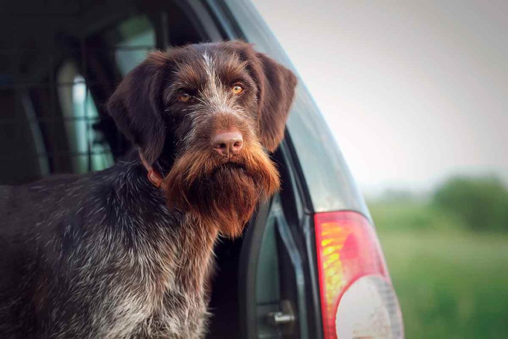 Un perro de caza en el maletero de un coche.