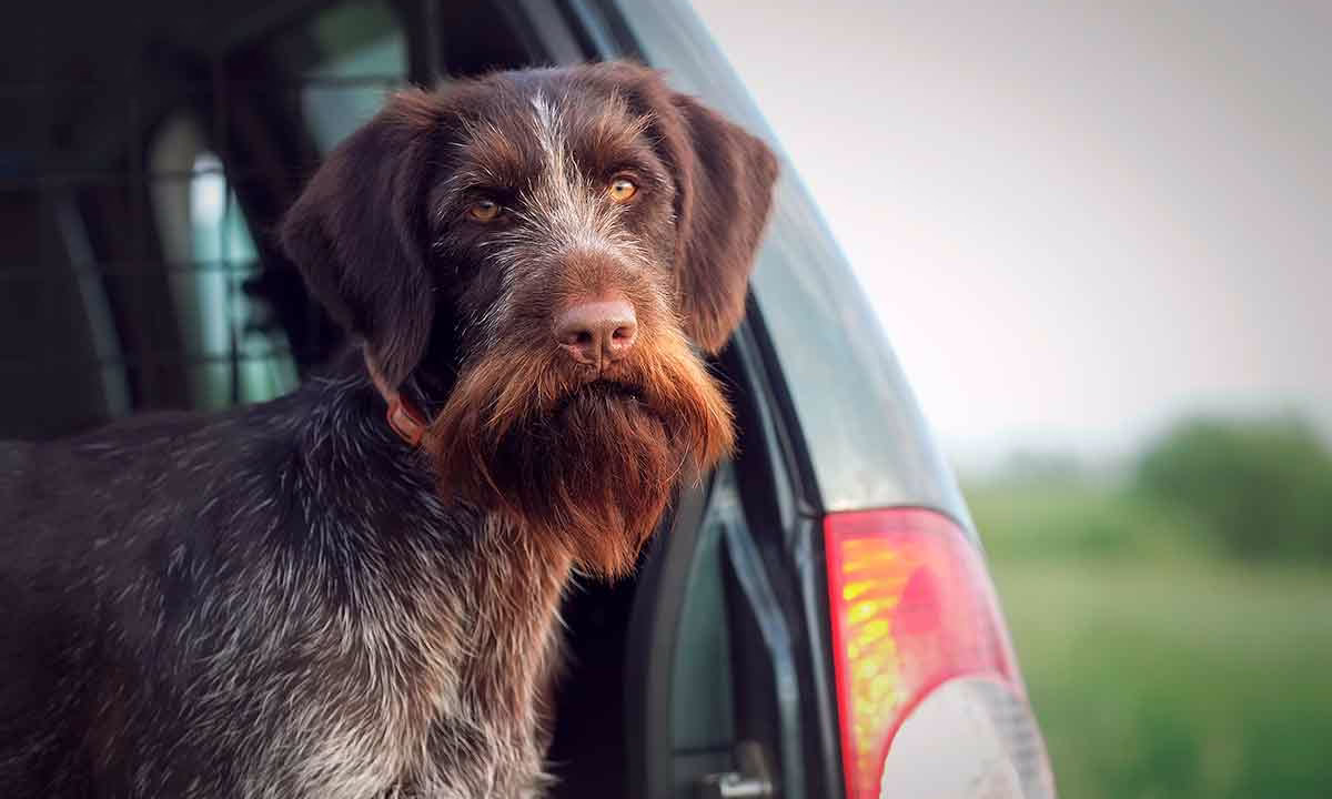 Un perro de caza en el maletero de un coche.