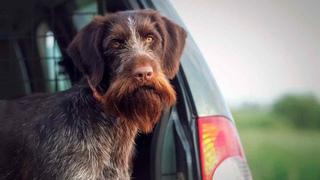 Un perro de caza en el maletero de un coche.