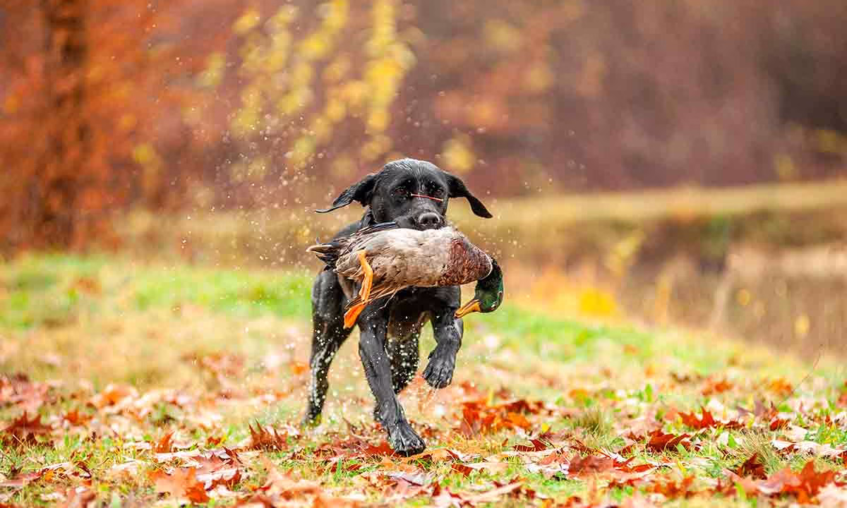 Un perro de caza cobrando un pato.