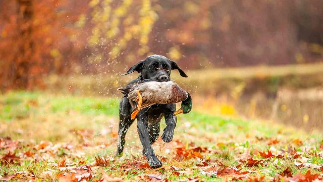 Un perro de caza cobrando un pato.