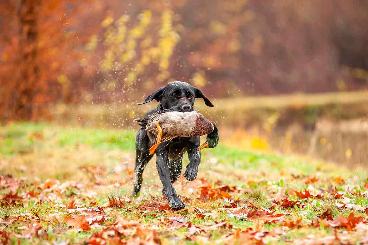 Un perro de caza cobrando un pato.