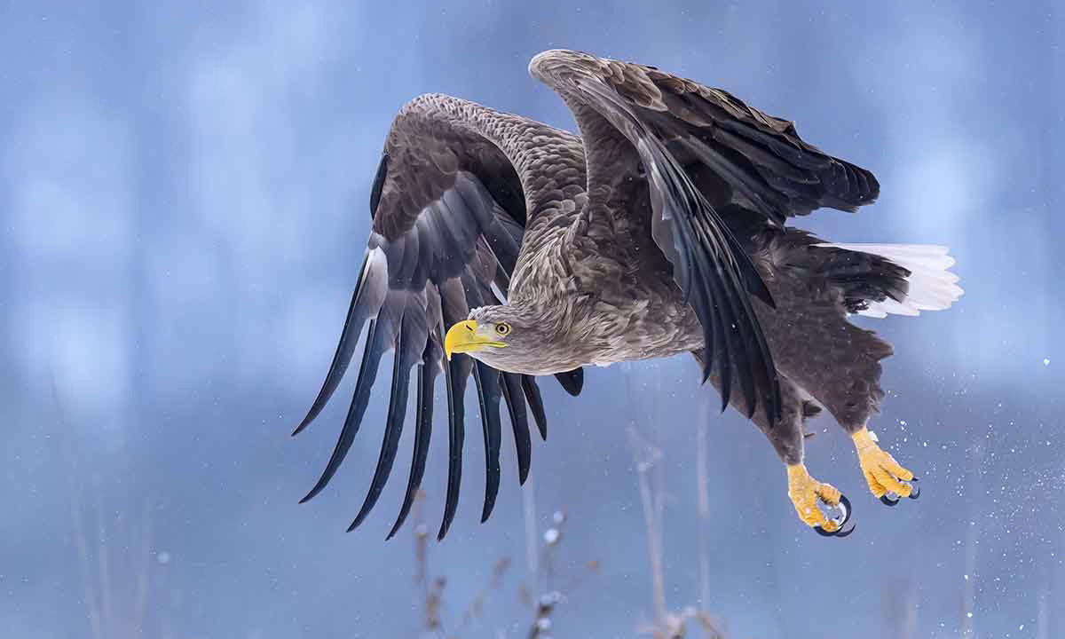 Pigargo europeo.