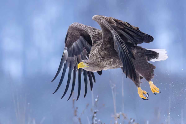 Pigargo europeo.
