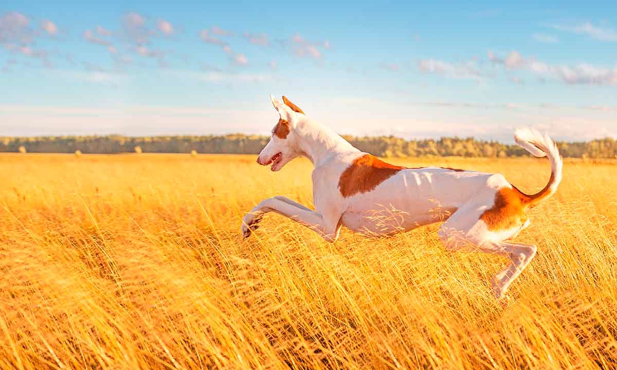Un podenco ibicenco