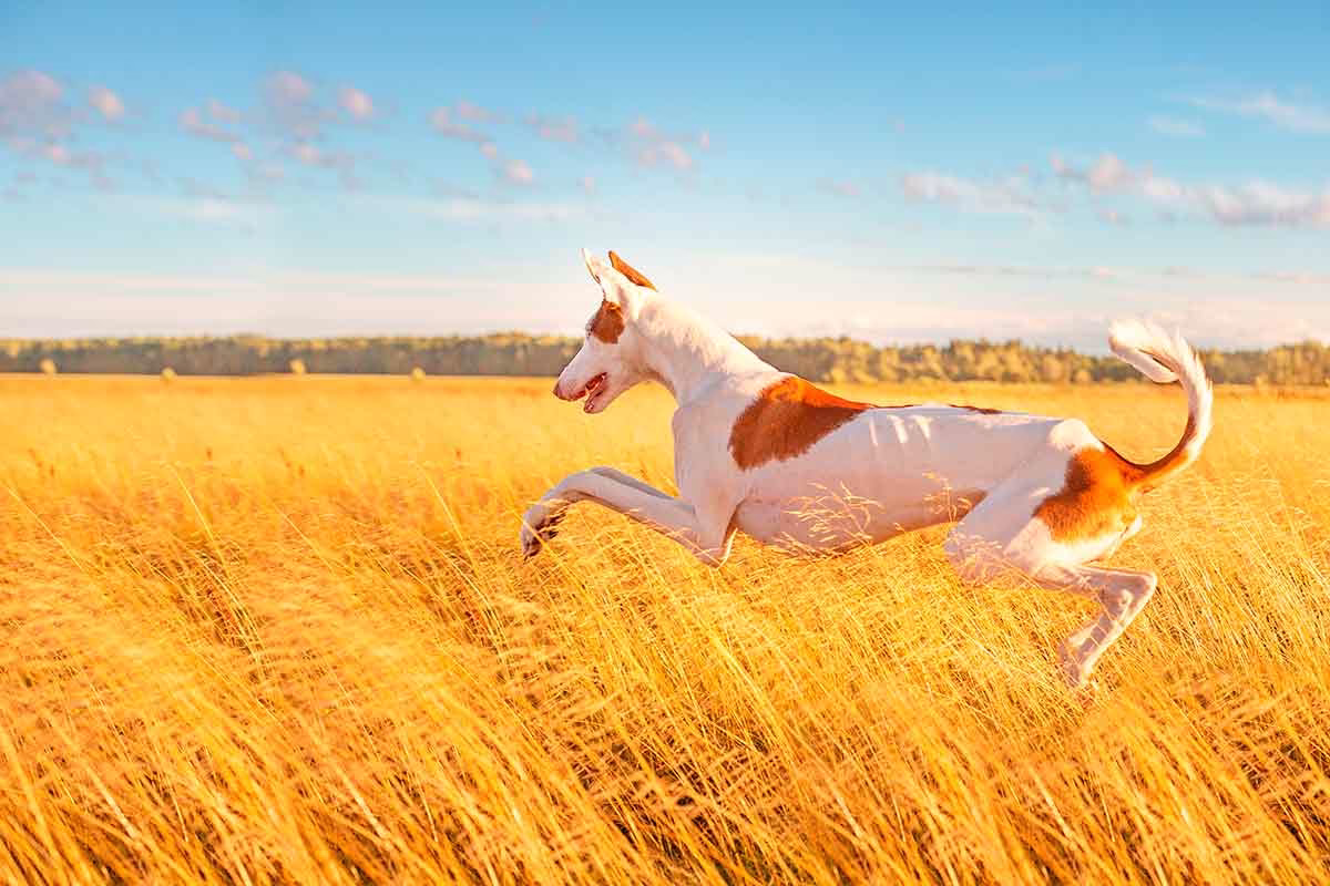 Un podenco ibicenco