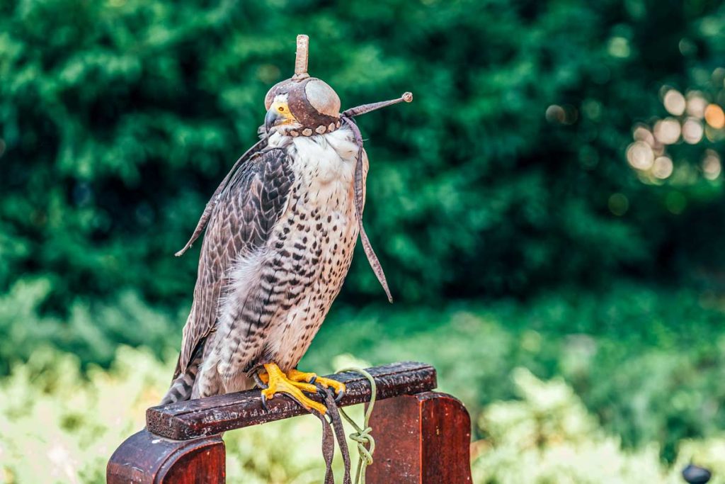 Halcón de cetrería.