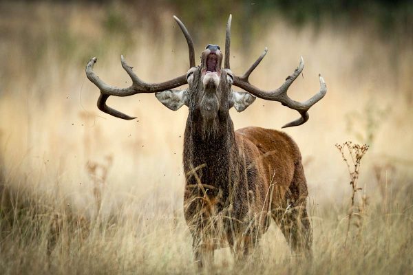 Los ciervos pueden transmitir la tuberculosis a través de las garrapatas.