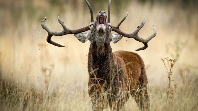 Los ciervos pueden transmitir la tuberculosis a través de las garrapatas.