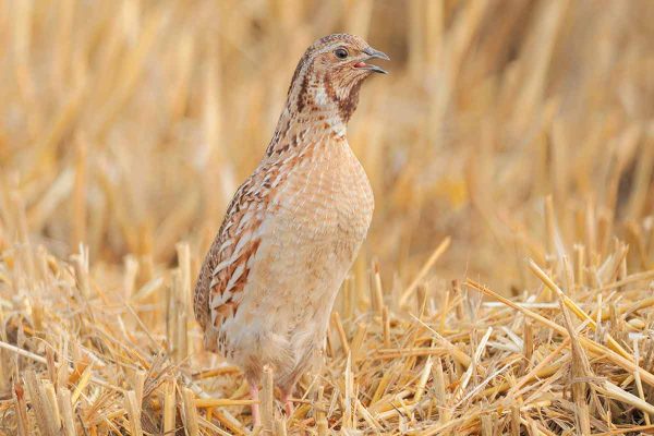 Extremadura pide al Gobierno que se oponga a la reducción de la caza de la codorniz propuesta por la UE
