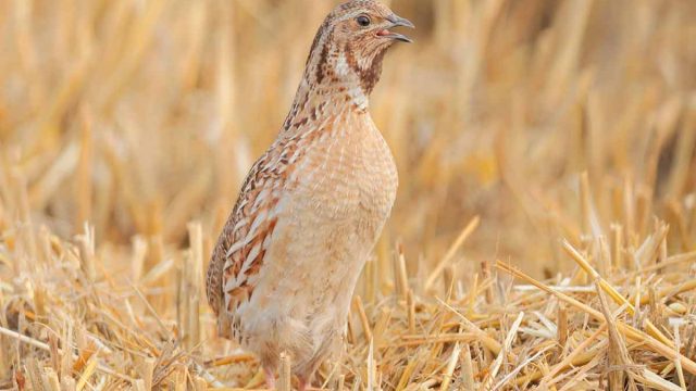 Extremadura pide al Gobierno que se oponga a la reducción de la caza de la codorniz propuesta por la UE