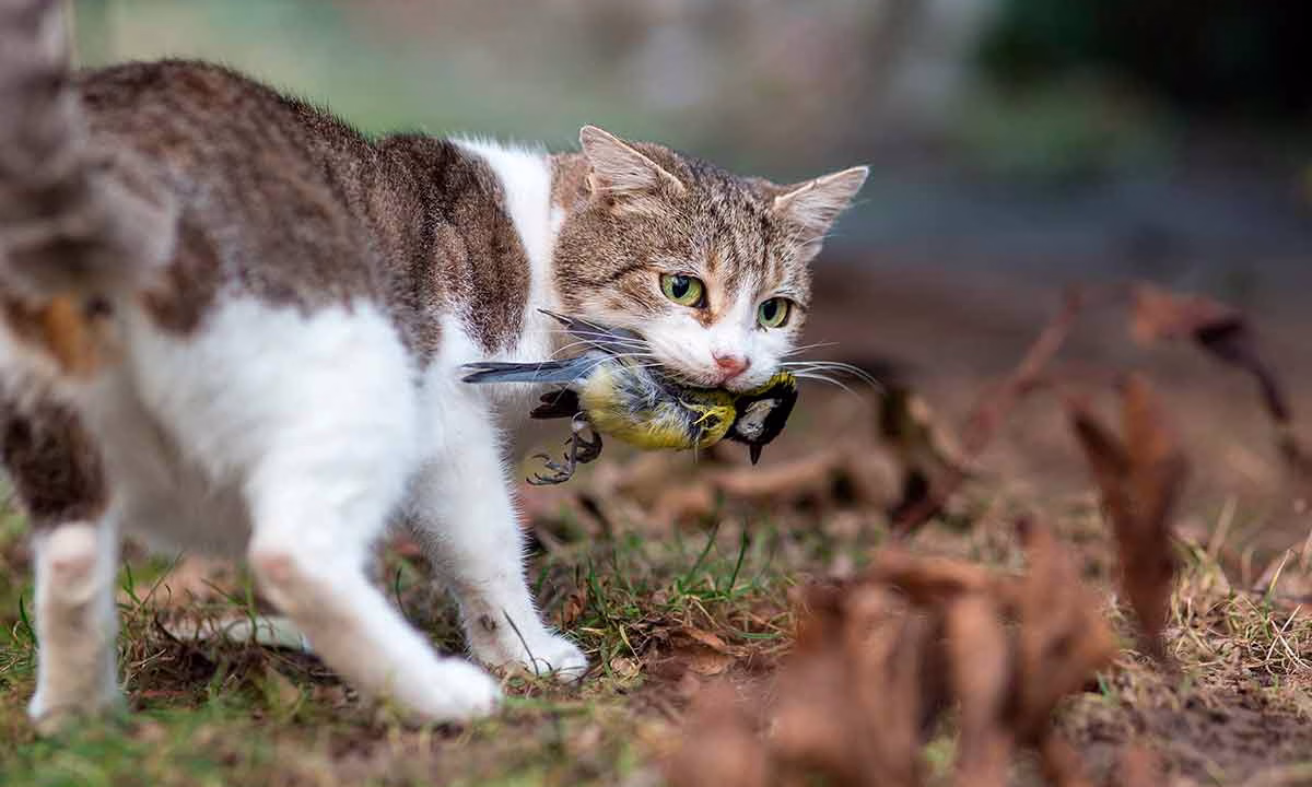 Un gato asilvestrado cazando.