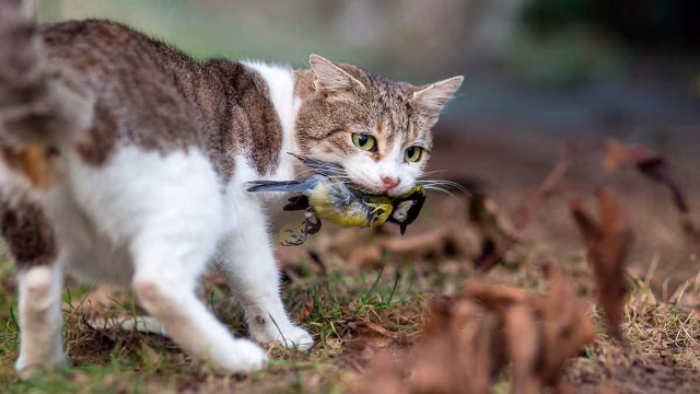 Un gato asilvestrado cazando.