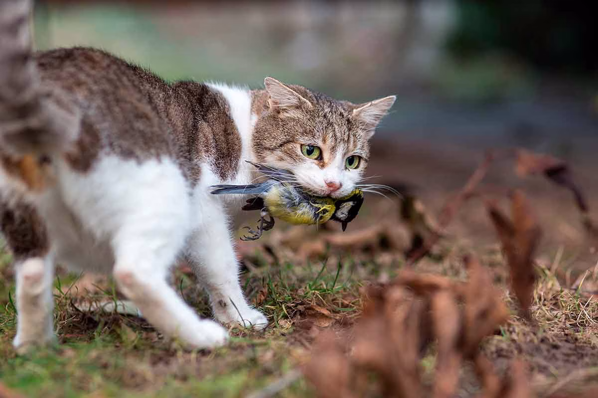 Un gato asilvestrado cazando.