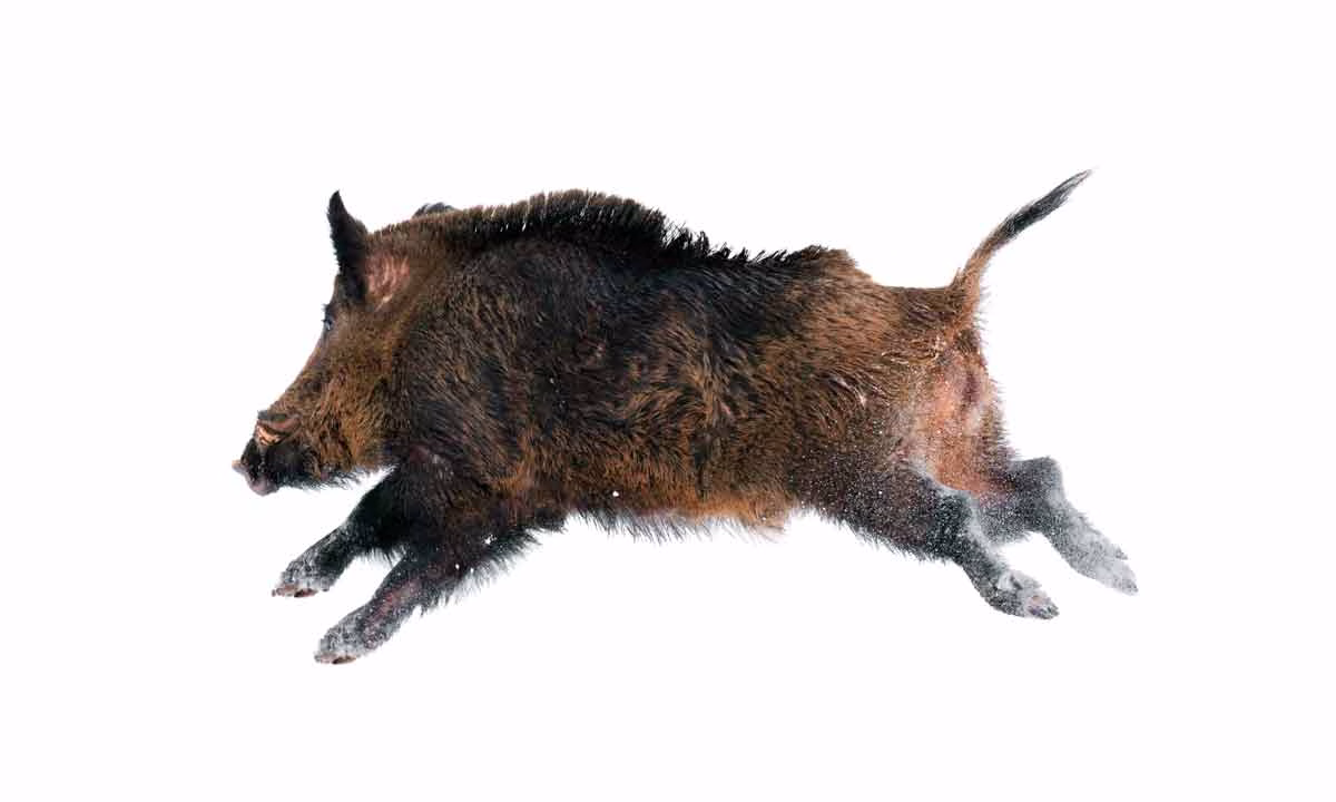 Un jabalí corriendo durante una batida