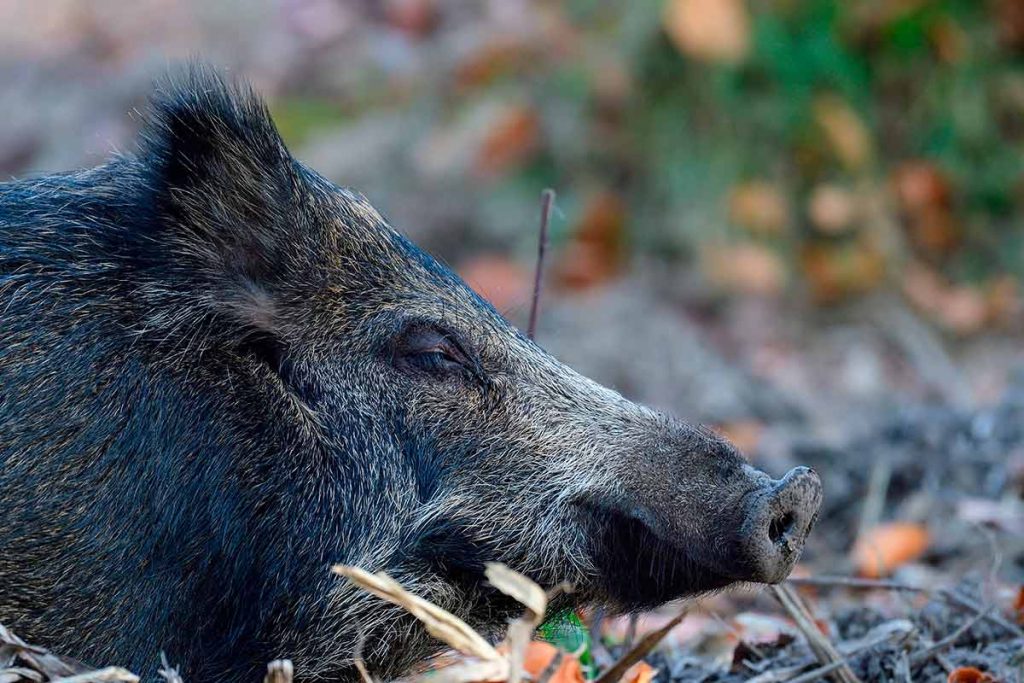 Un jabalí en una foto de archivo.