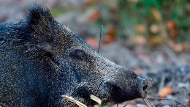 Un jabalí en una foto de archivo.