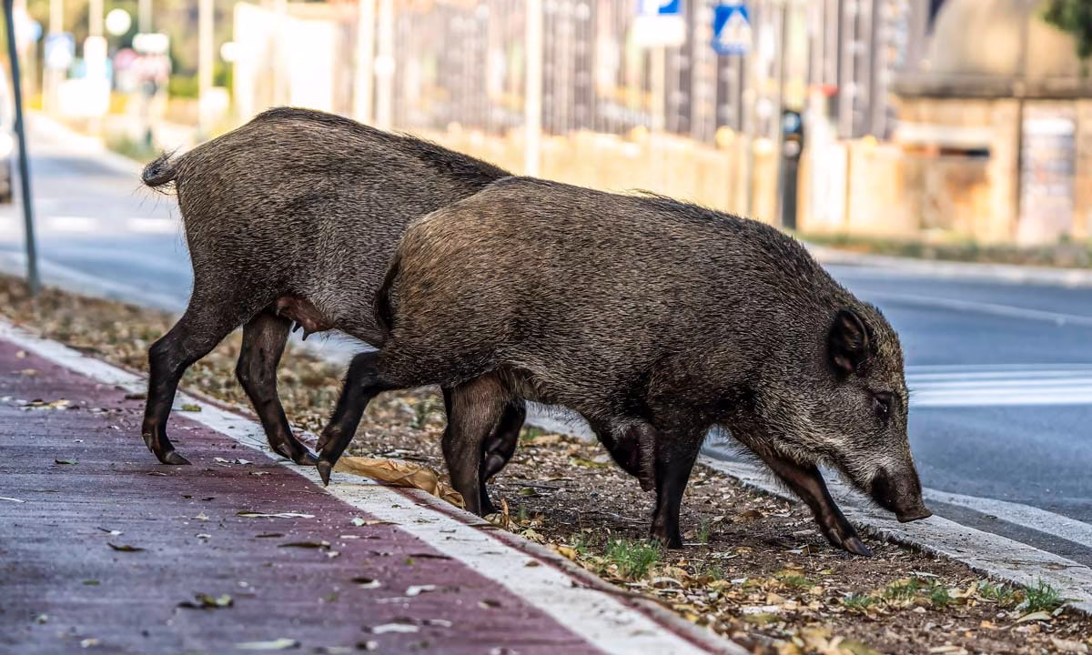Jabalíes salvajes caminan por una ciudad.