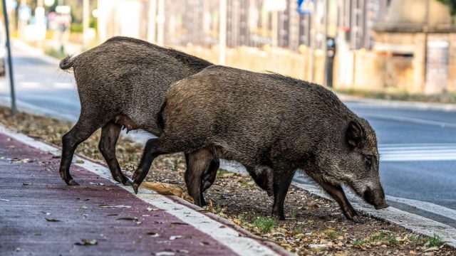 Jabalíes salvajes caminan por una ciudad.
