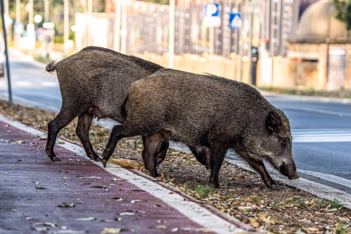 Jabalíes salvajes caminan por una ciudad.