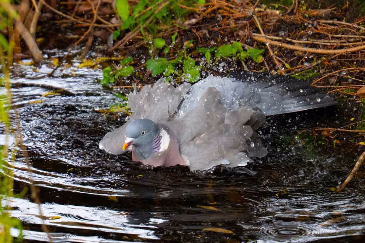 Una paloma refrescándose.