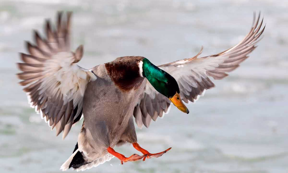 Un pato azulón.