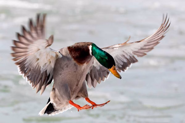 Un pato azulón.