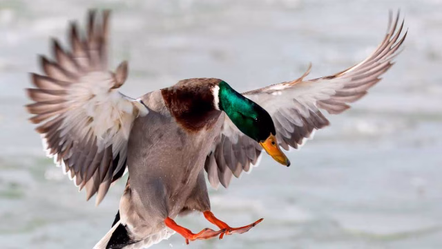 Un pato azulón.