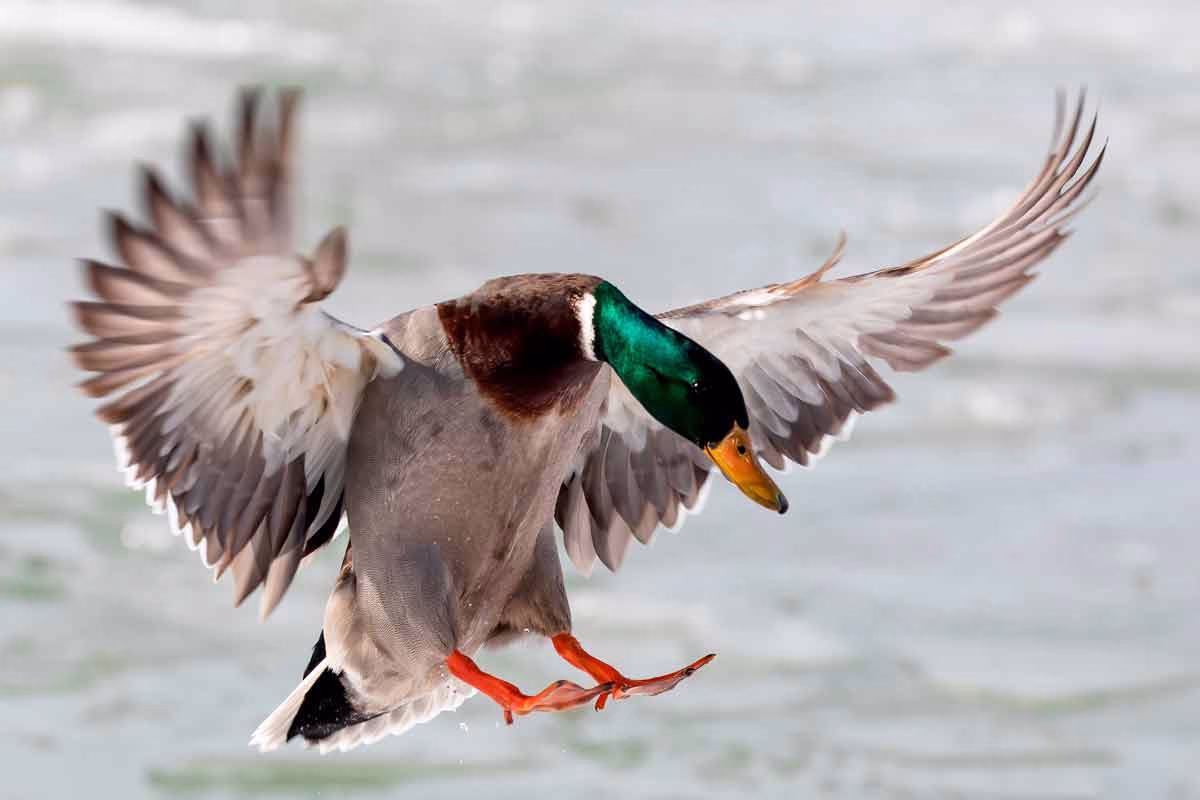 Un pato azulón.